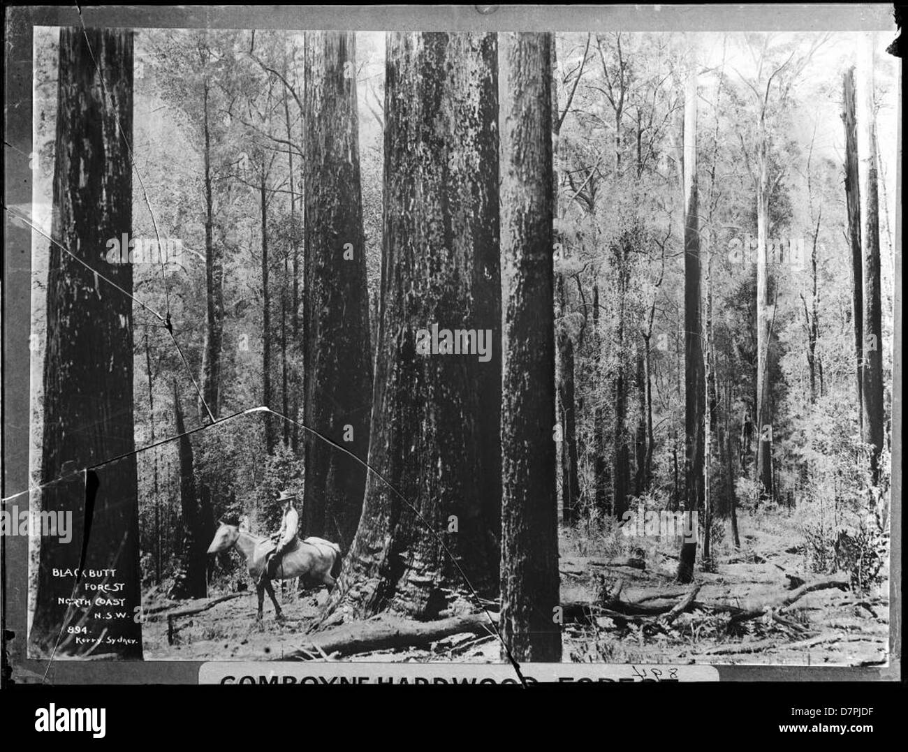 Questa fotografia mostra Blackbutt Forest, situata nella regione della costa settentrionale del nuovo Galles del Sud, Australia. Conosciuta per la sua lussureggiante foresta di latifoglie e i diversi ecosistemi, la foresta è un'importante area naturale, presente nella collezione del Powerhouse Museum. Foto Stock