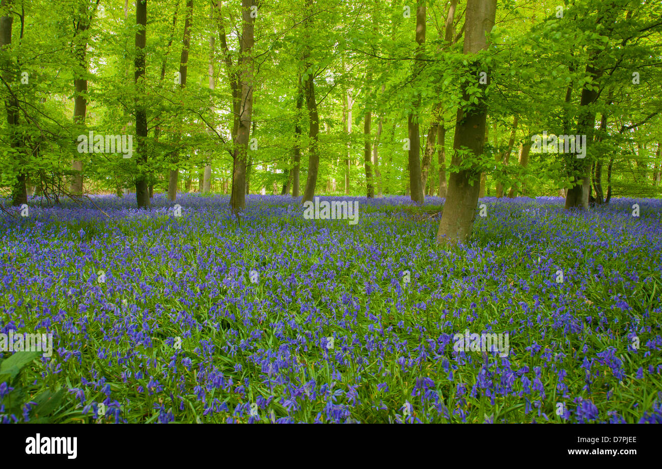 English Bluebell wood Foto Stock