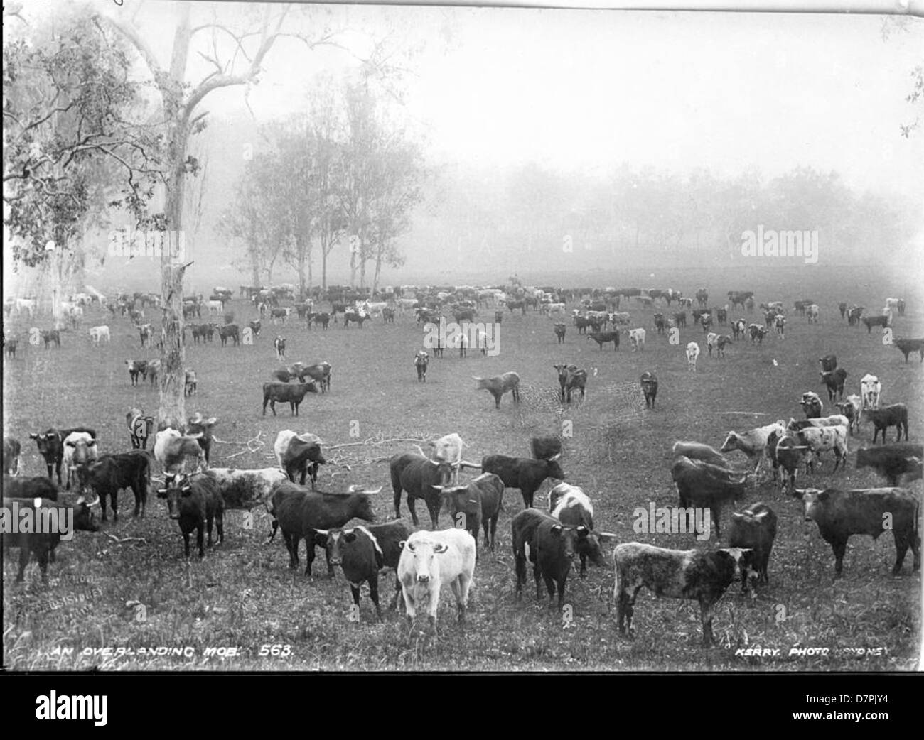 La mostra "Overlanding Mob" presso il Powerhouse Museum mostra veicoli storici e manufatti relativi ai viaggi via terra, offrendo una panoramica unica sui primi metodi di trasporto utilizzati per i viaggi a lunga distanza e l'esplorazione. Foto Stock