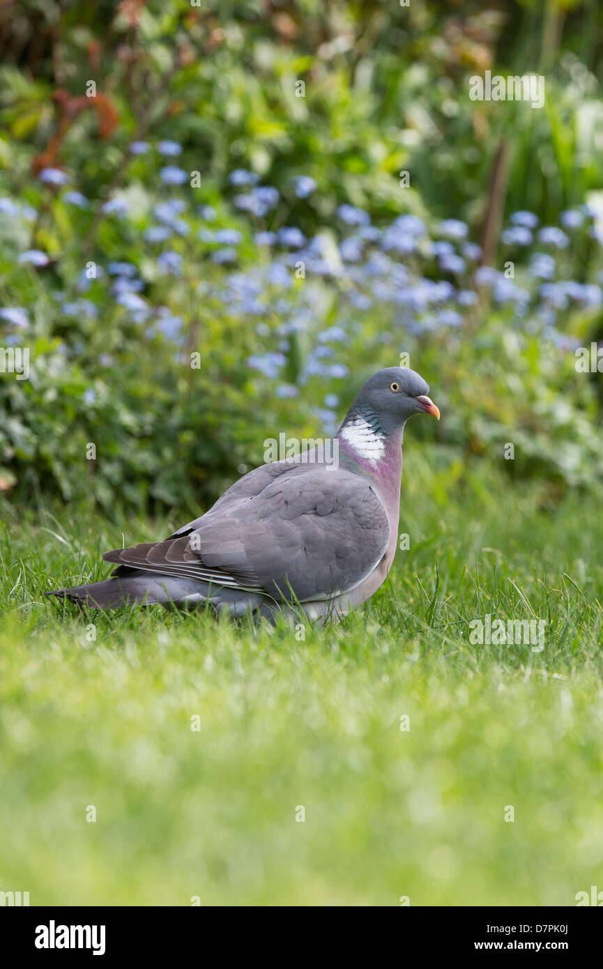 Columba palumbus. Il colombaccio in un giardino Foto Stock