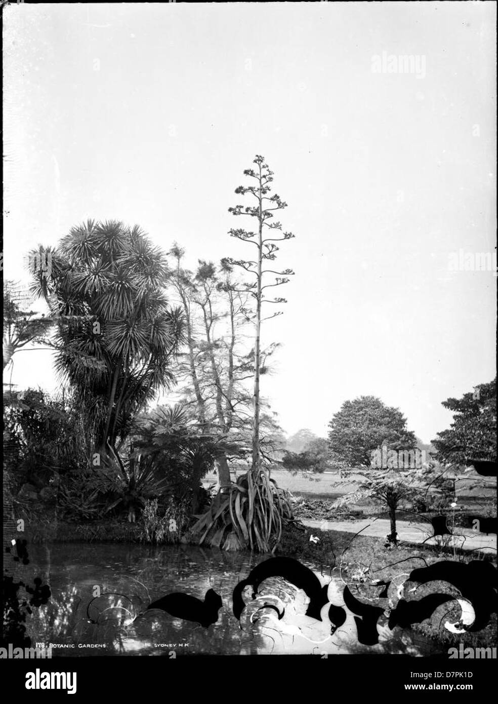 Questa immagine mostra i giardini botanici di Sydney, Australia, come parte della collezione Henry Powerhouse Museum. I giardini presentano un'ampia gamma di piante e paesaggi, che riflettono l'impegno della regione per la conservazione botanica e gli spazi verdi pubblici. Foto Stock