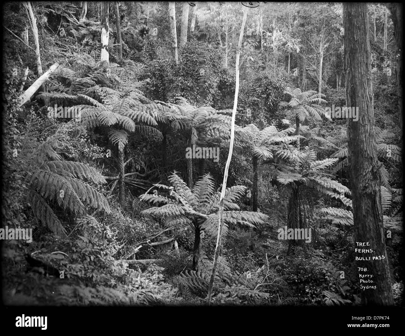 Questa immagine di felci arboree del passo Bulli, parte della collezione Powerhouse Museum, mostra la ricca biodiversità della regione. Il Powerhouse Museum contiene esemplari significativi legati alla flora australiana, sottolineando l'importanza di preservare le specie vegetali autoctone. Foto Stock