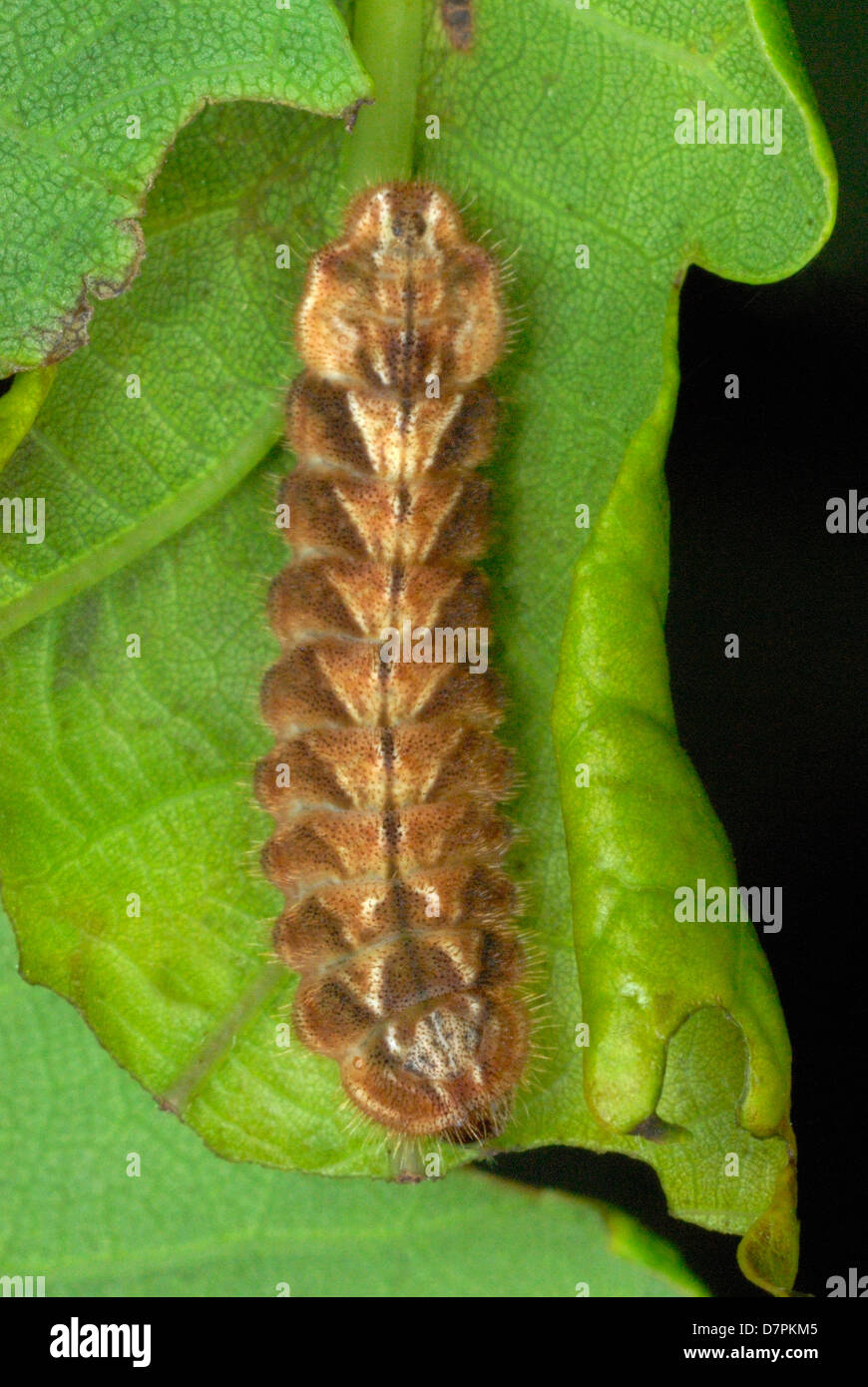 Viola Hairstreak caterpillar (Neozephyrus quercus) su una foglia di quercia Foto Stock