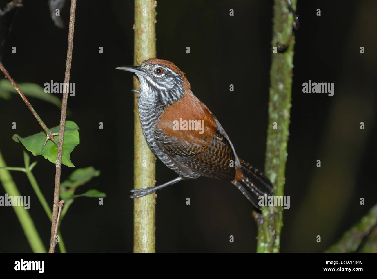 Riverside Wren (Cantorchilus semibadius) nel Parco Nazionale di Corcovado, Costa Rica Foto Stock