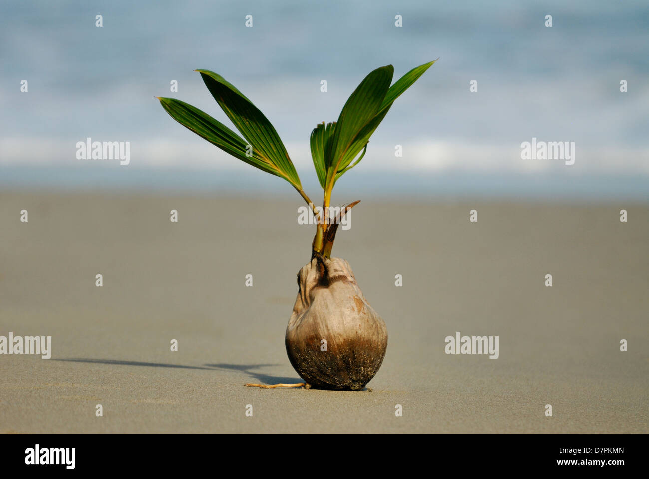 (Cocco Cocos nucifera) la germogliazione su una Costa Rica beach Foto Stock