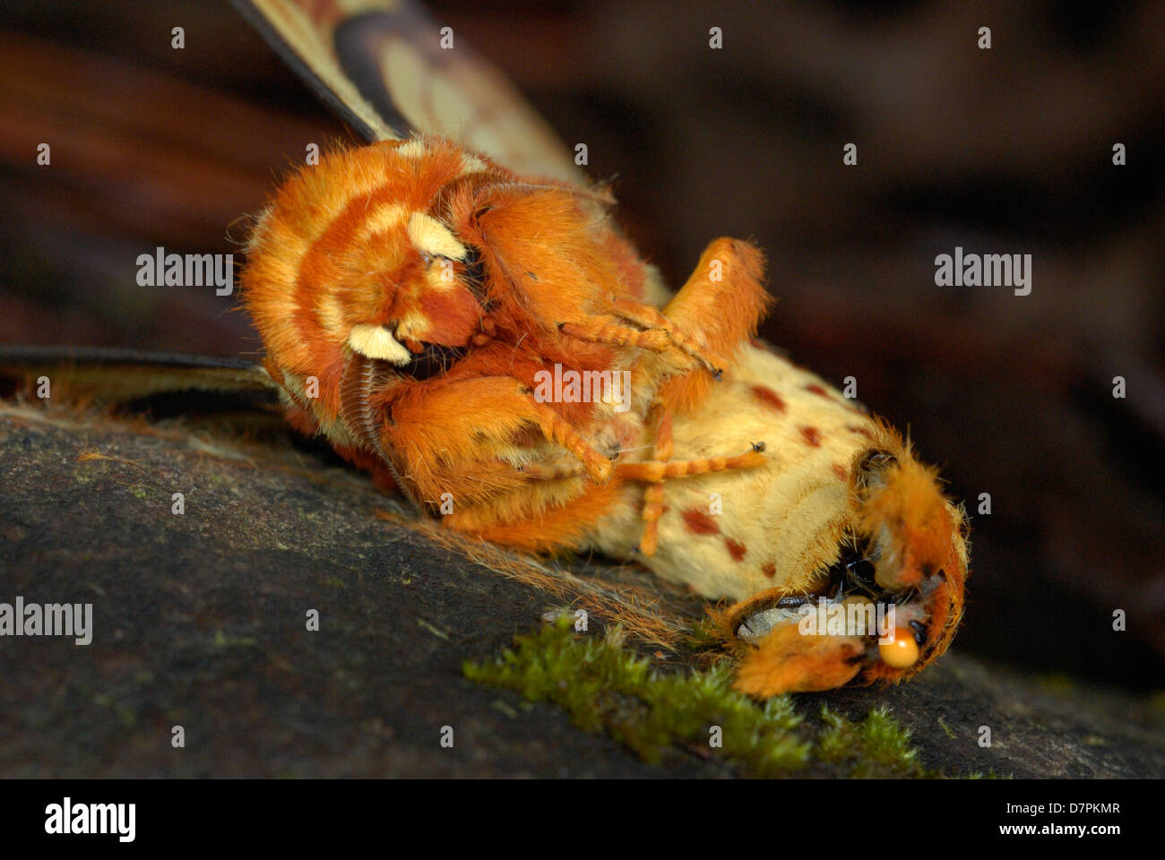 Regal meridionale Tarma (Citheronia lobesis) avvolto a ricciolo in è in difensiva 'wasp immitation' pongono Foto Stock