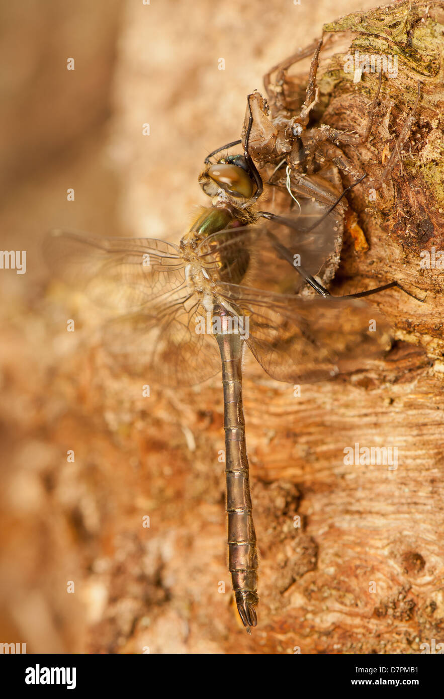 Cordulia aenea Foto Stock