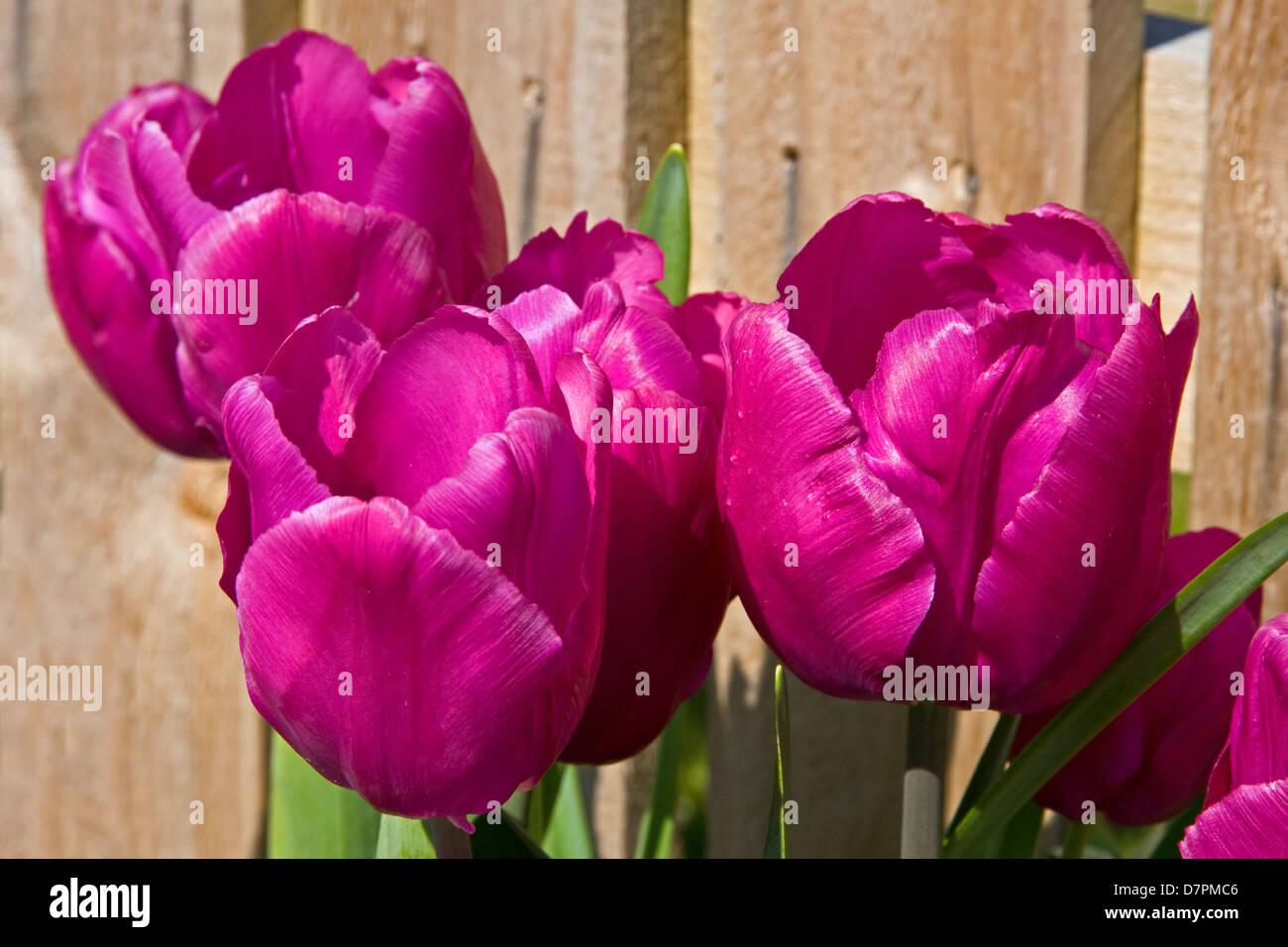Tulipani viola crescente nella parte anteriore del recinto in legno. Foto Stock