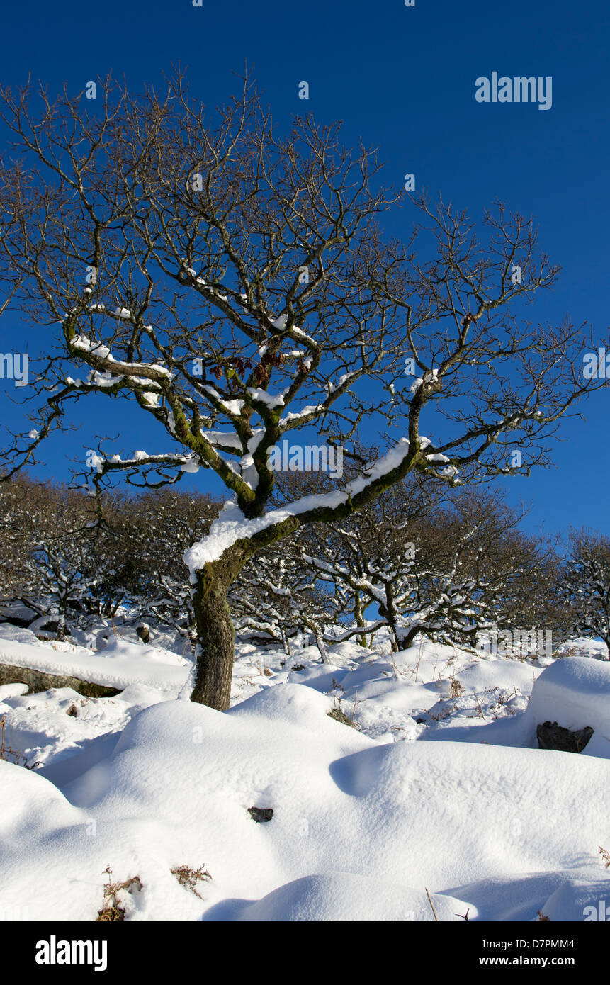 Albero nella neve, Dartmoor Foto Stock