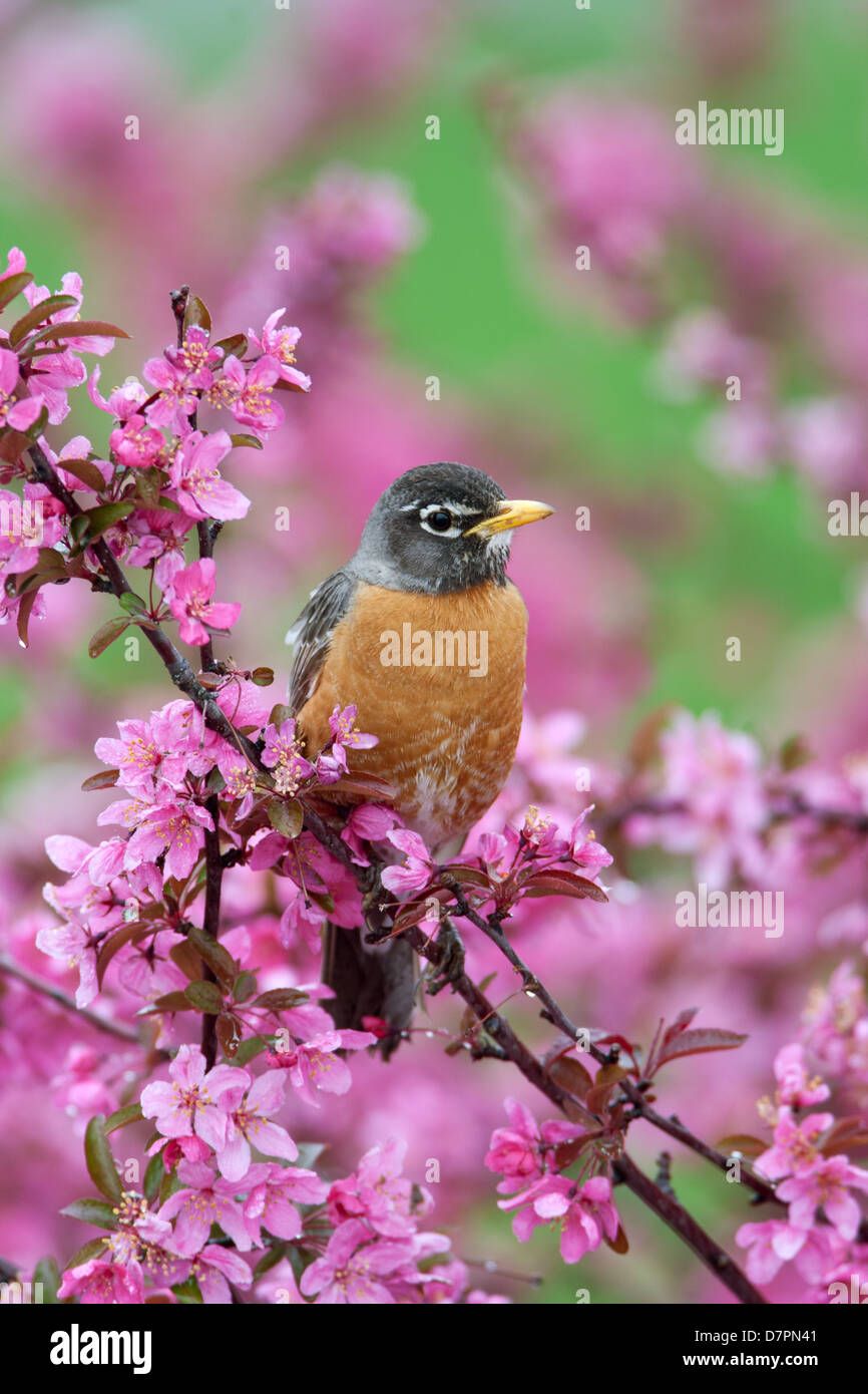 Robin americano che perching in Crabapple Flowers - uccello verticale songbird Ornitologia Scienza natura ambiente naturale Foto Stock