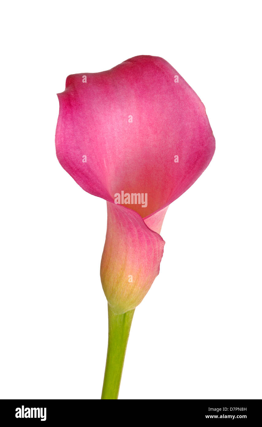 Fiore singolo e lo stelo di una rosa Calla Lily (Zantedeschia ibrido) isolati contro uno sfondo bianco Foto Stock