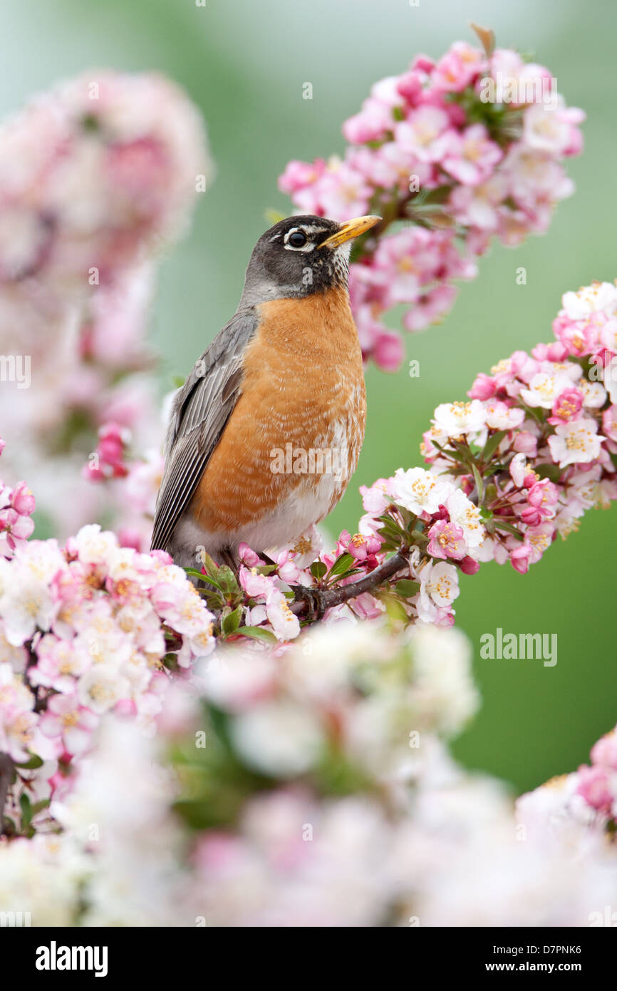 Robin americano che perching in Crabapple Flowers - uccello verticale songbird Ornitologia Scienza natura ambiente naturale Foto Stock