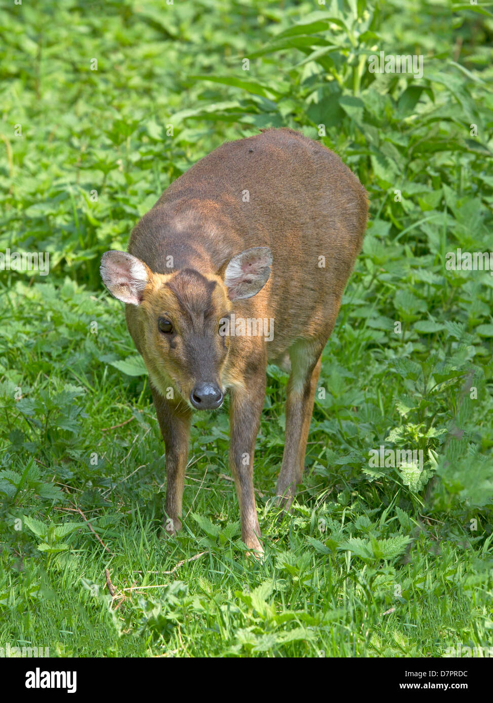 Reeve's muntjac deer ho Foto Stock