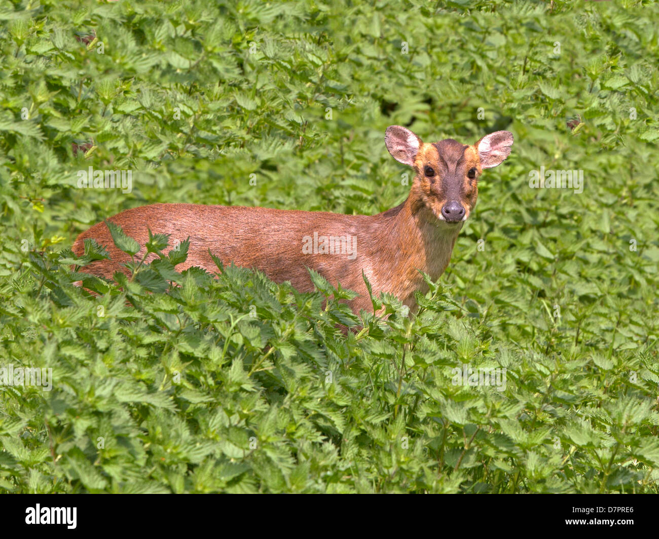 Reeve's muntjac deer in ortiche Foto Stock
