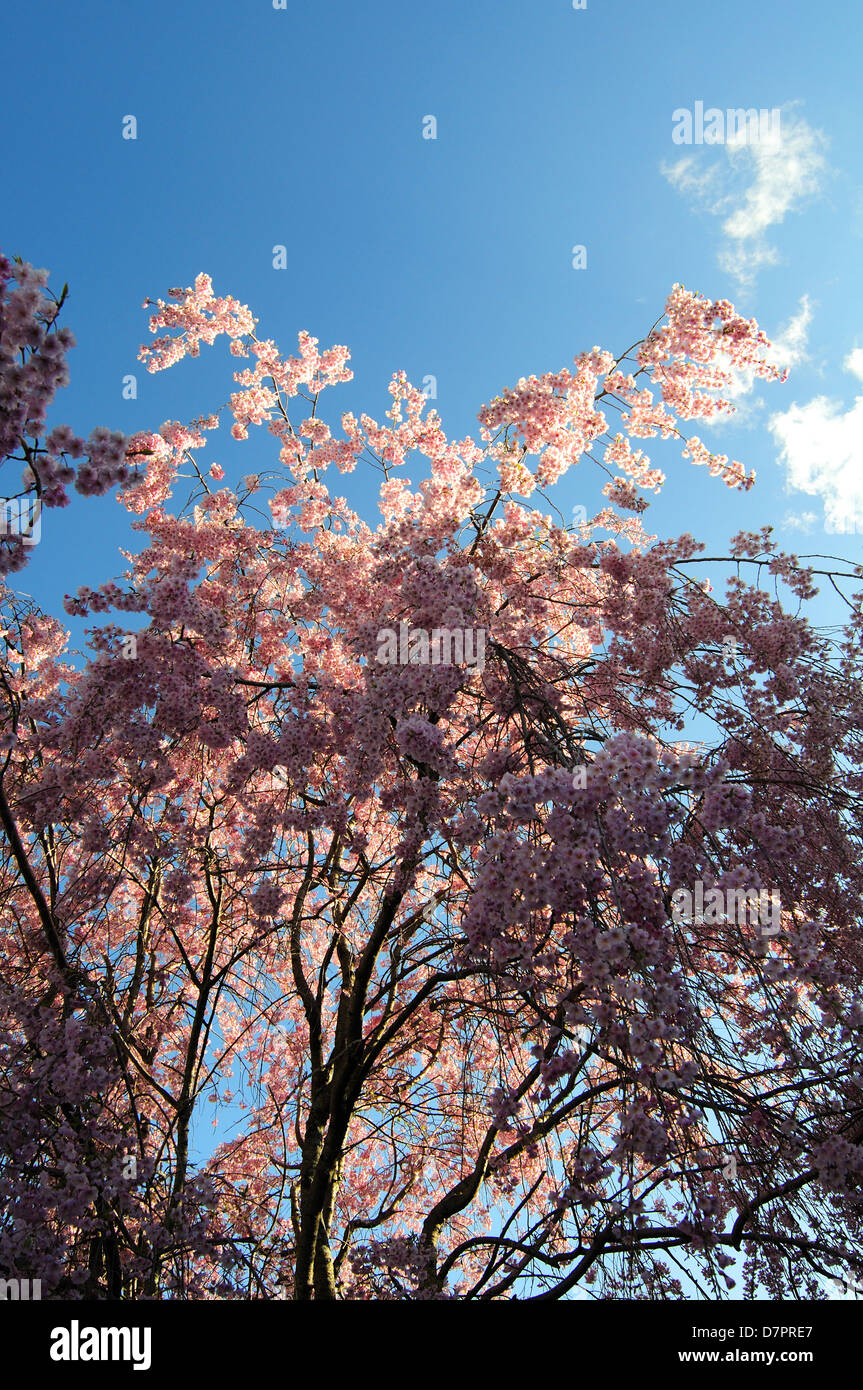 Giapponese ciliegio piangente Foto Stock