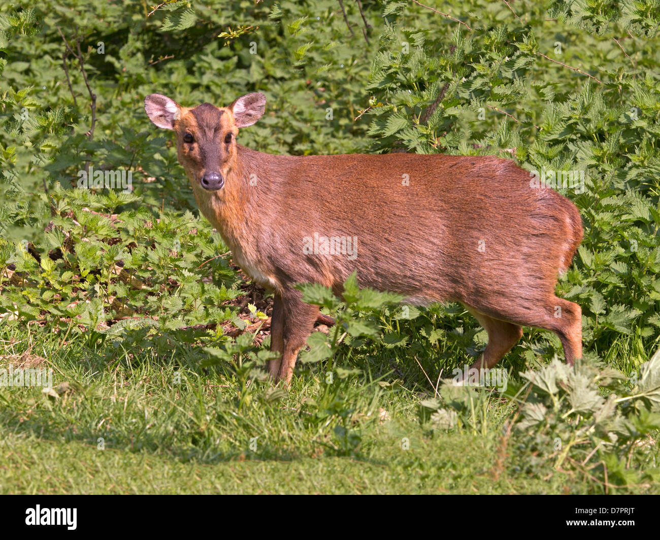 Reeve's muntjac deer ho Foto Stock