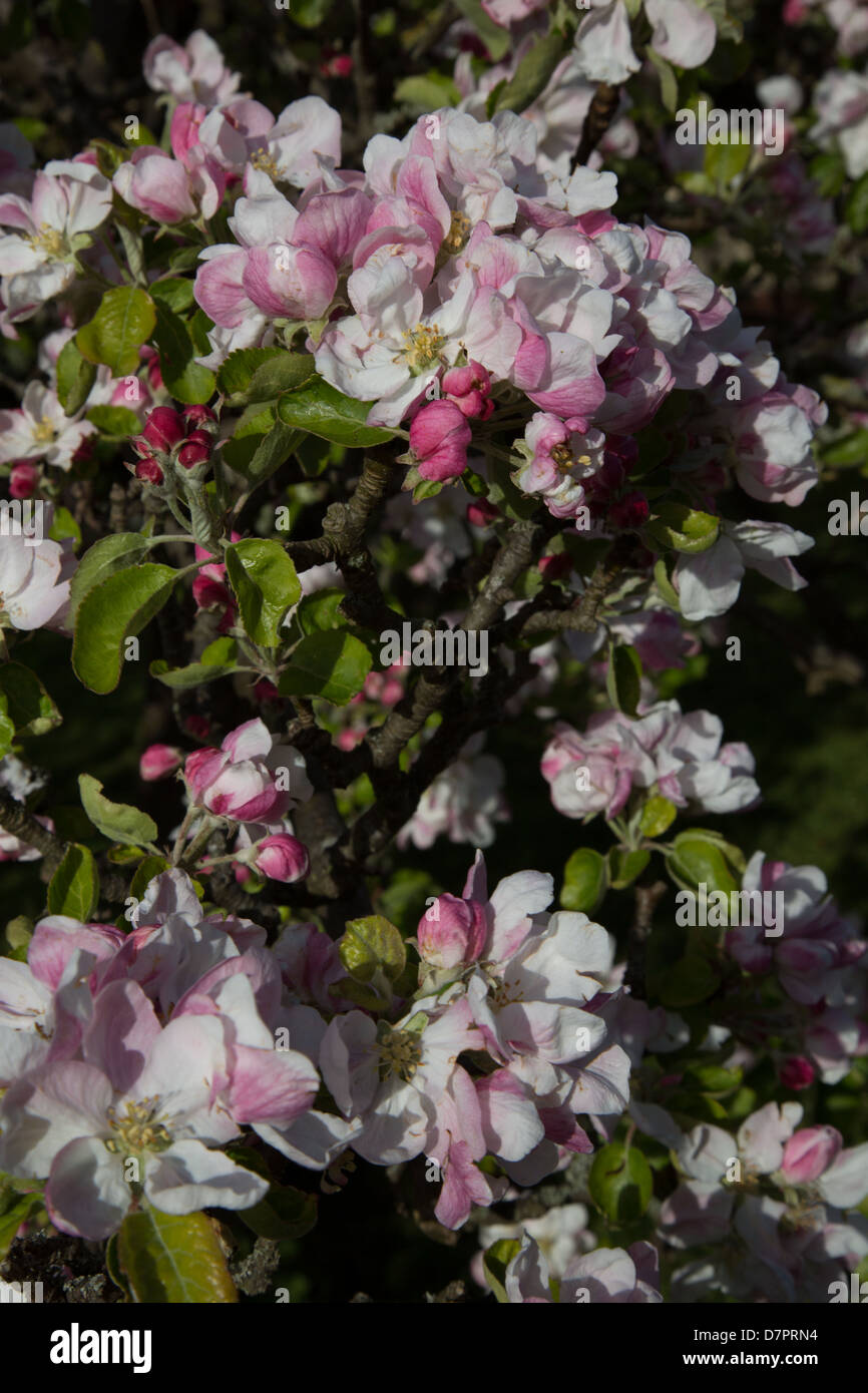 Il primo Apple Blossom del tardo arrivo della primavera del 2013 Foto Stock