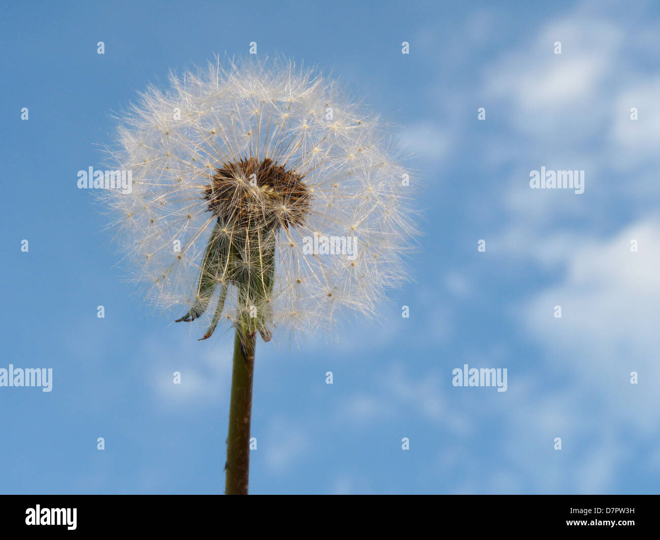 Tarassaco sky paracaduti semi di fiori estate nubi vento natura infestante giù allergia può soffiando luce bellezza eterea ciotola stelo Foto Stock