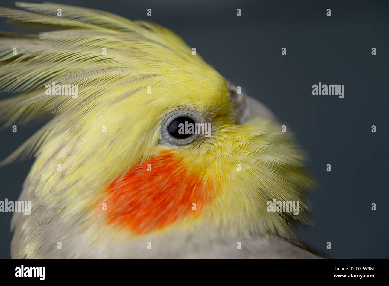 Close up di perla femmina Cockatiel faccia guardare indietro Foto Stock