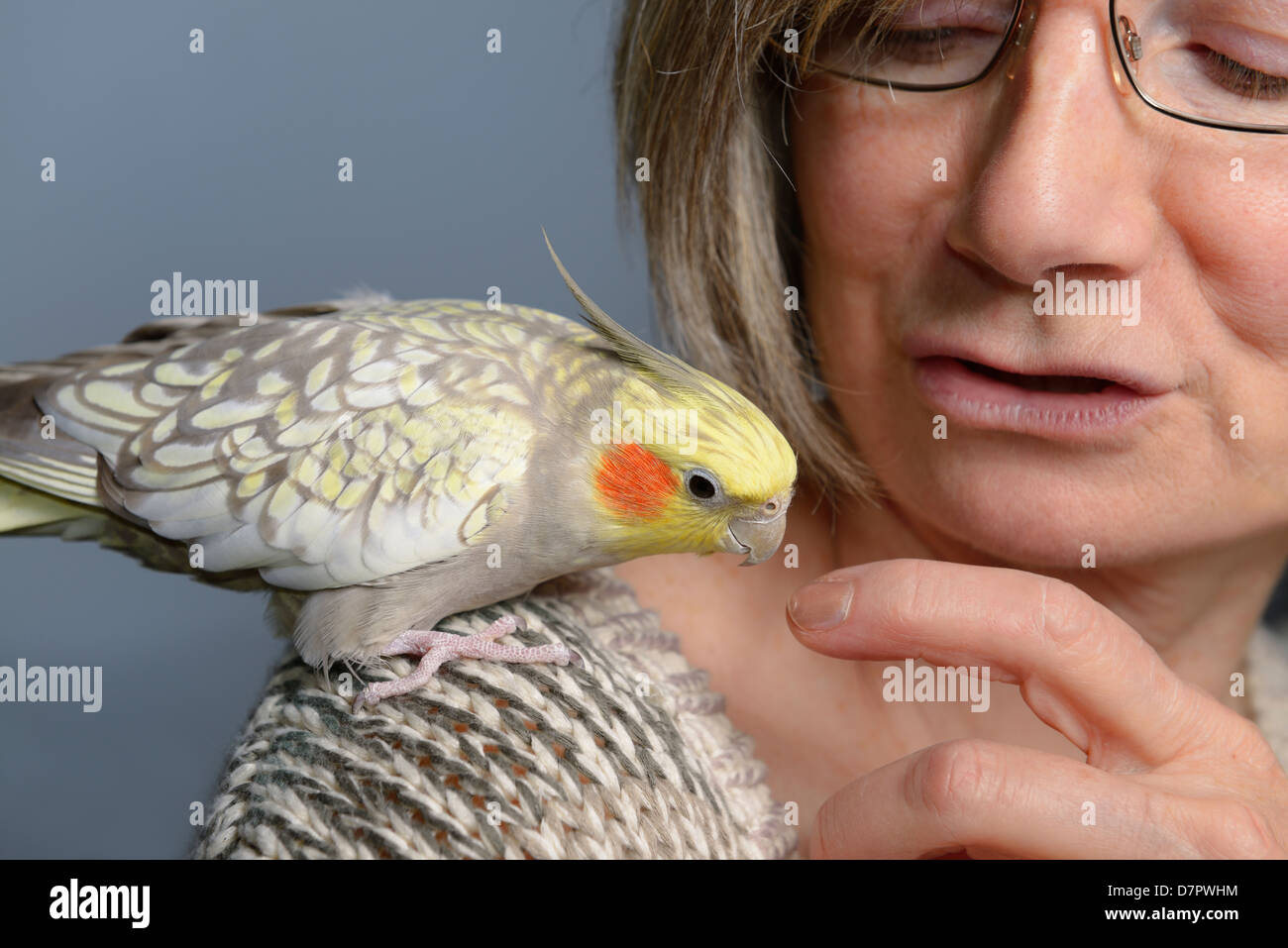 Rilassata pet femmina pearl cockatiel bird su alle spalle della donna guardando il suo dito Foto Stock