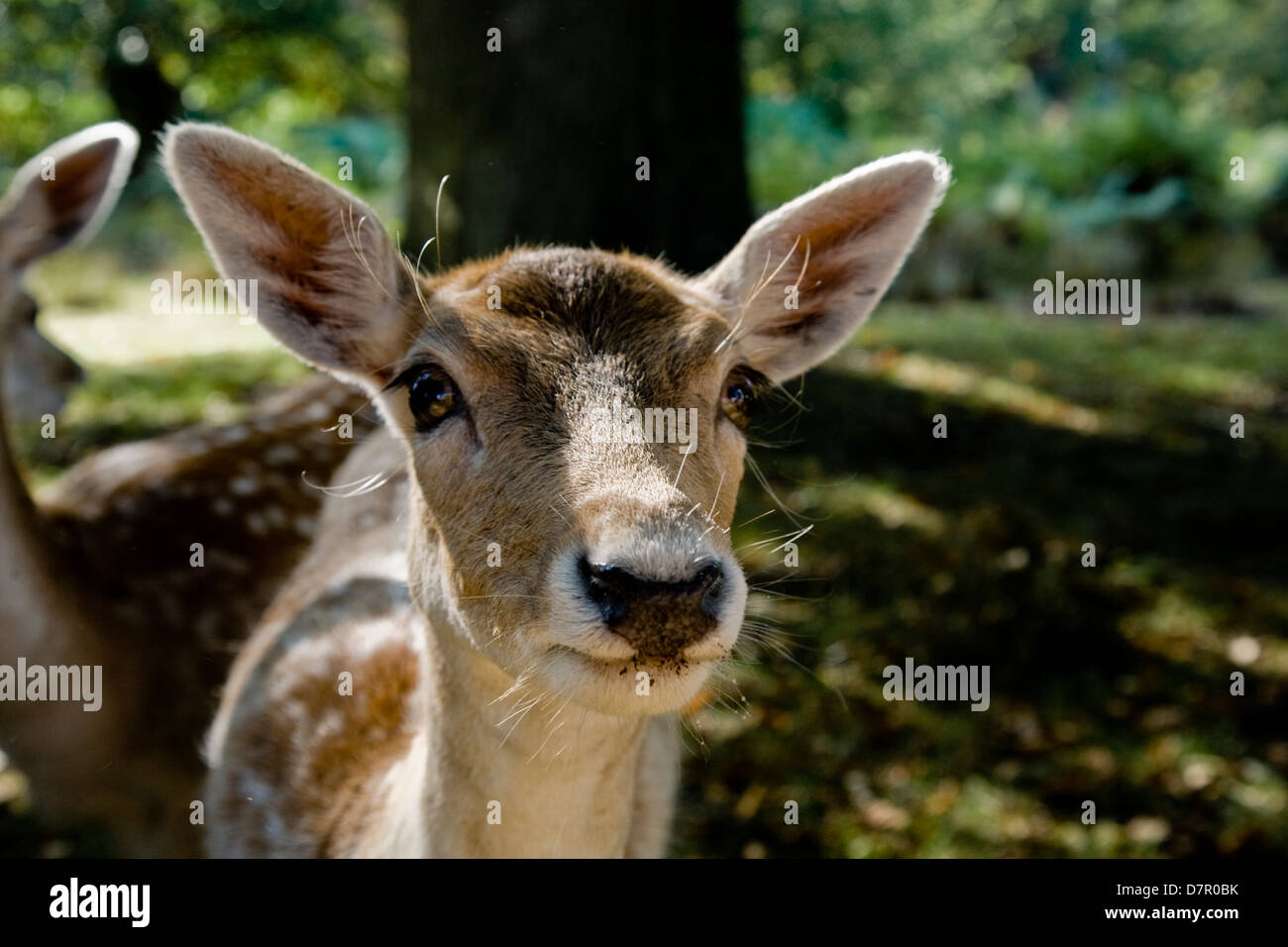 Giovane daino di guardare direttamente la lente. Close up, un ritratto di Bambi. Foto Stock