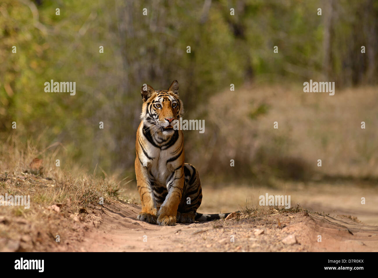 2-year-old femmina di tigre del Bengala seduto su un veicolo via su una mattina d'estate in Bandhavgarh Riserva della Tigre, India Foto Stock