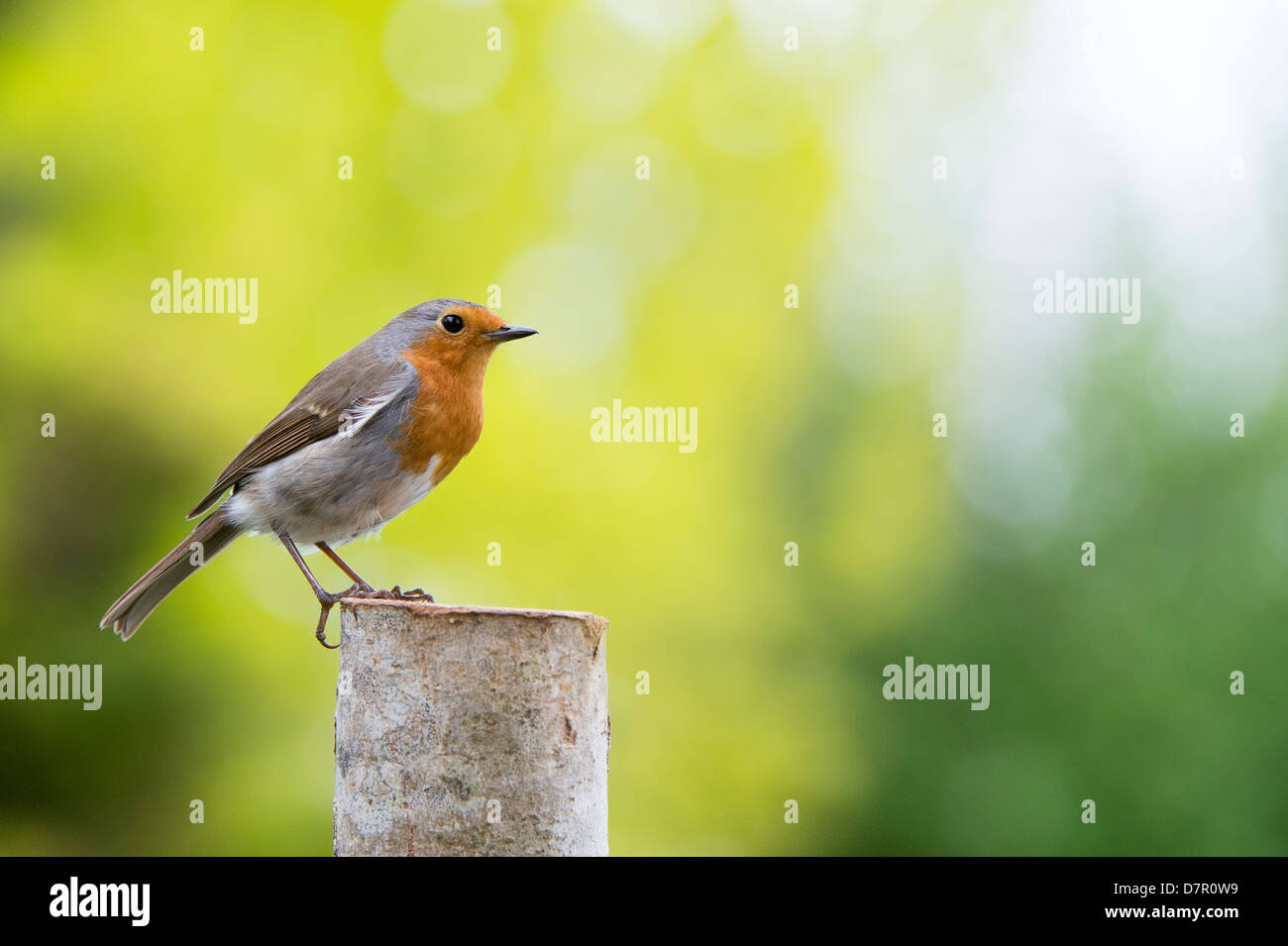 Pettirosso su una tavola di legno ceppo di albero in un giardino inglese Foto Stock