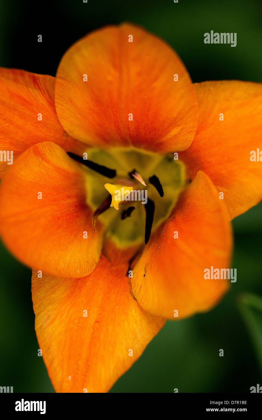 Close up di un tulipano in piena fioritura, molla a Calgary, Alberta, Canada, perenne, pianta bulbosa con vistose fioriture Foto Stock