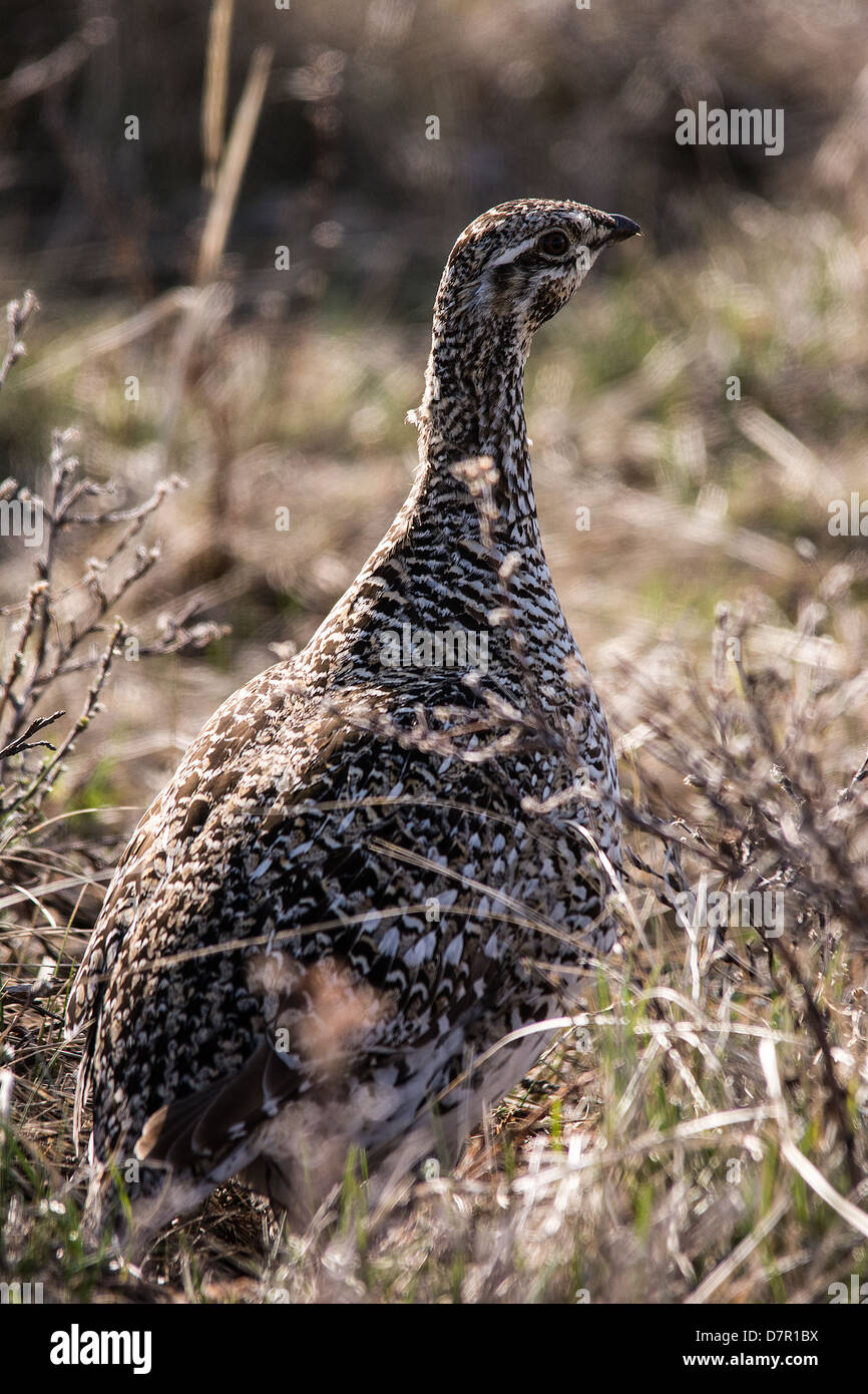 Il Sage Grouse (Centrocercus urophasianus), a Cipro colline Alberta Canada, Molla Cipro colline, Alberta Foto Stock