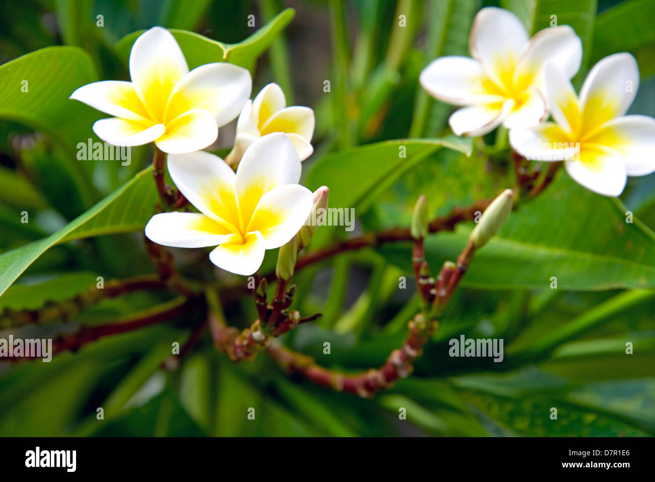 Frangipanis o plumeria in un ambiente naturale, comprese le foglie. DOF poco profondo. Foto Stock