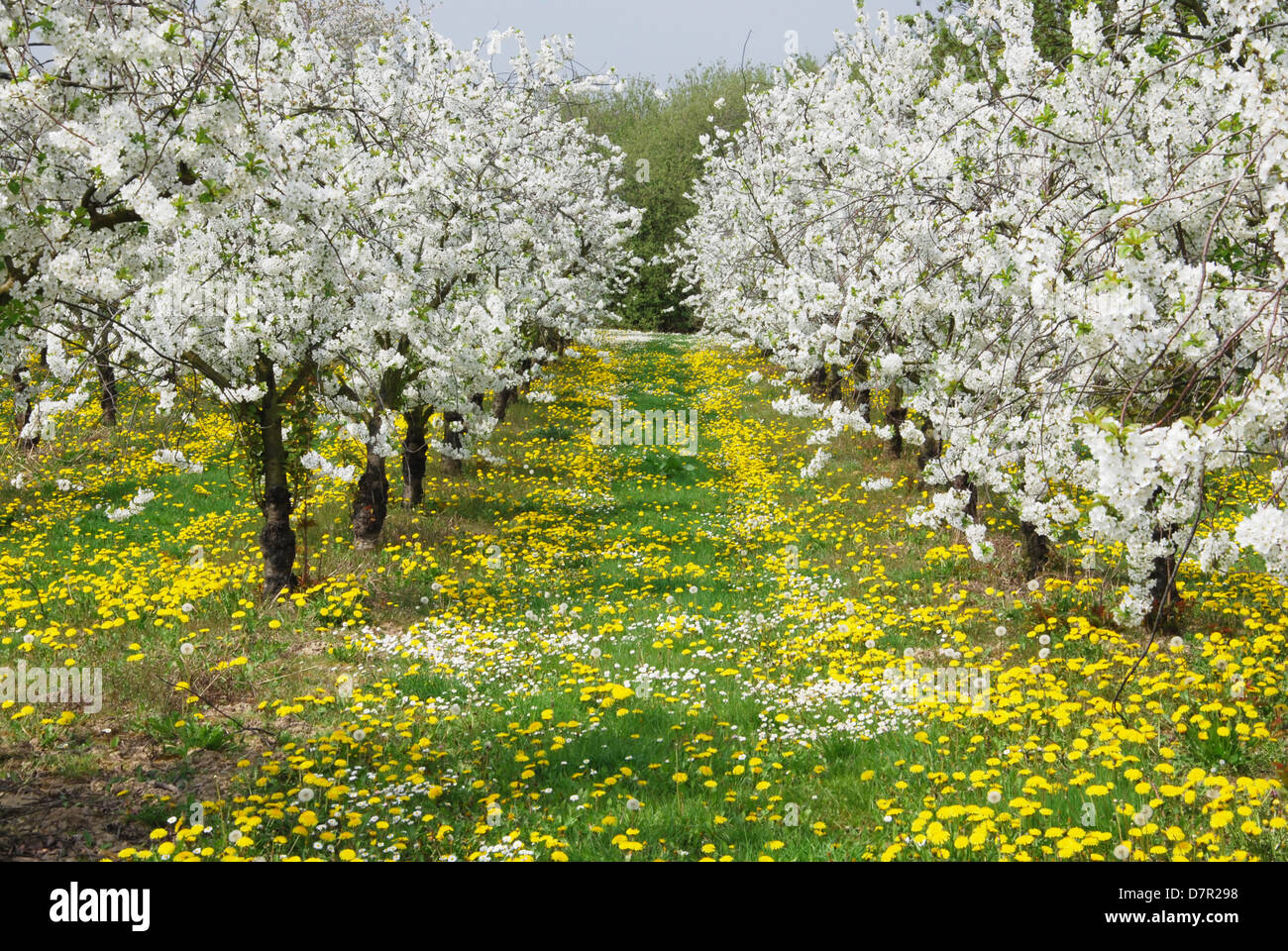 La fioritura degli alberi da frutto e il tarassaco Hesbaye Belgio Foto Stock