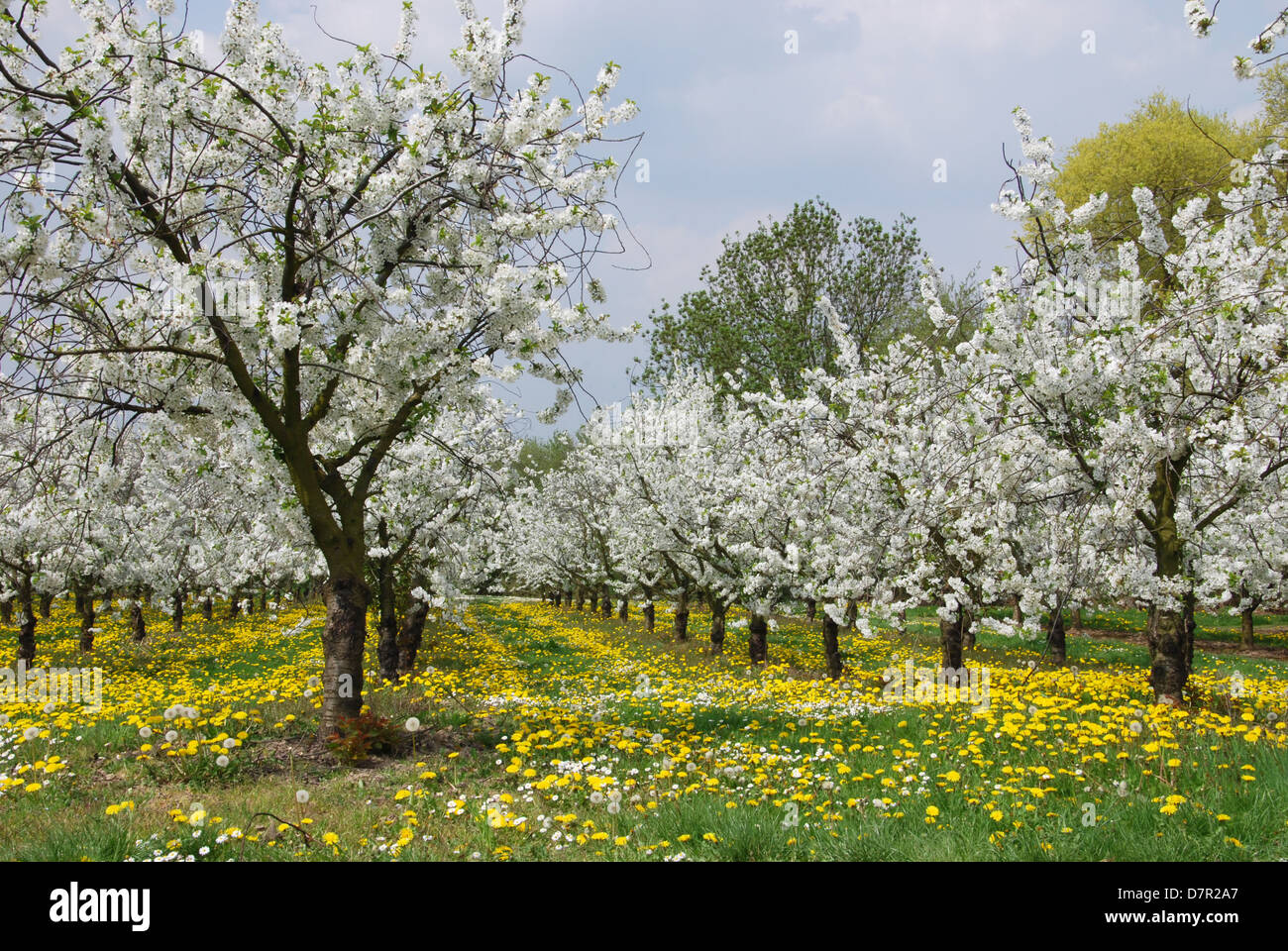 La fioritura degli alberi da frutto e il tarassaco Hesbaye Belgio Foto Stock