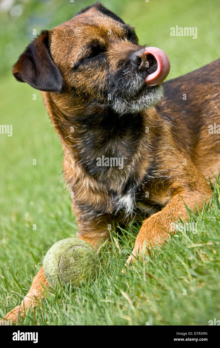 Close-up Border terrier cane Canis lupus Familiaris giacente in erba con sfera Foto Stock