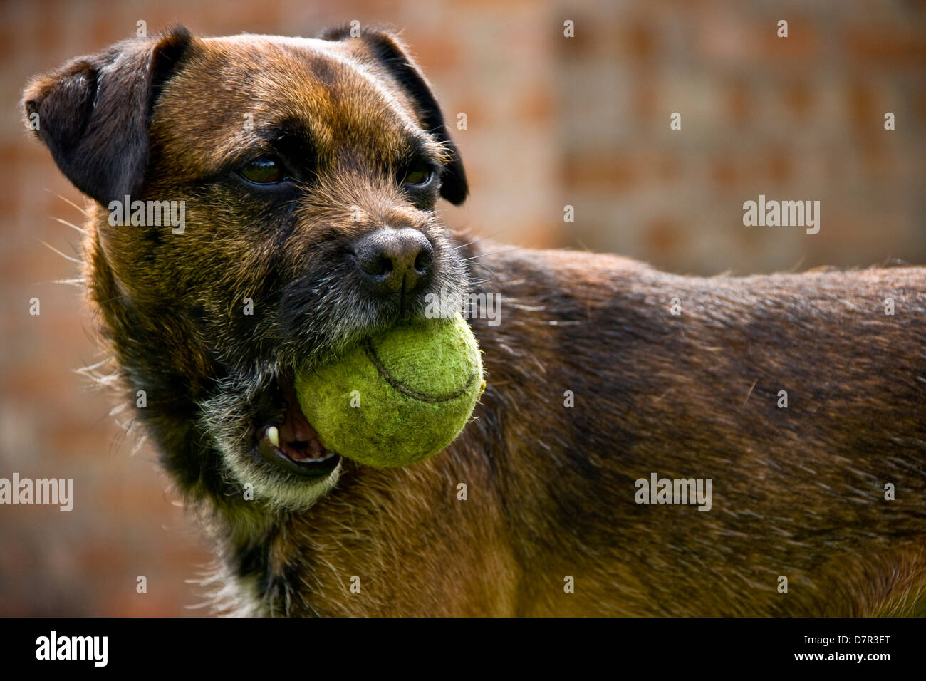 Border terrier cane Canis lupus Familiaris tenendo una palla da tennis Foto Stock