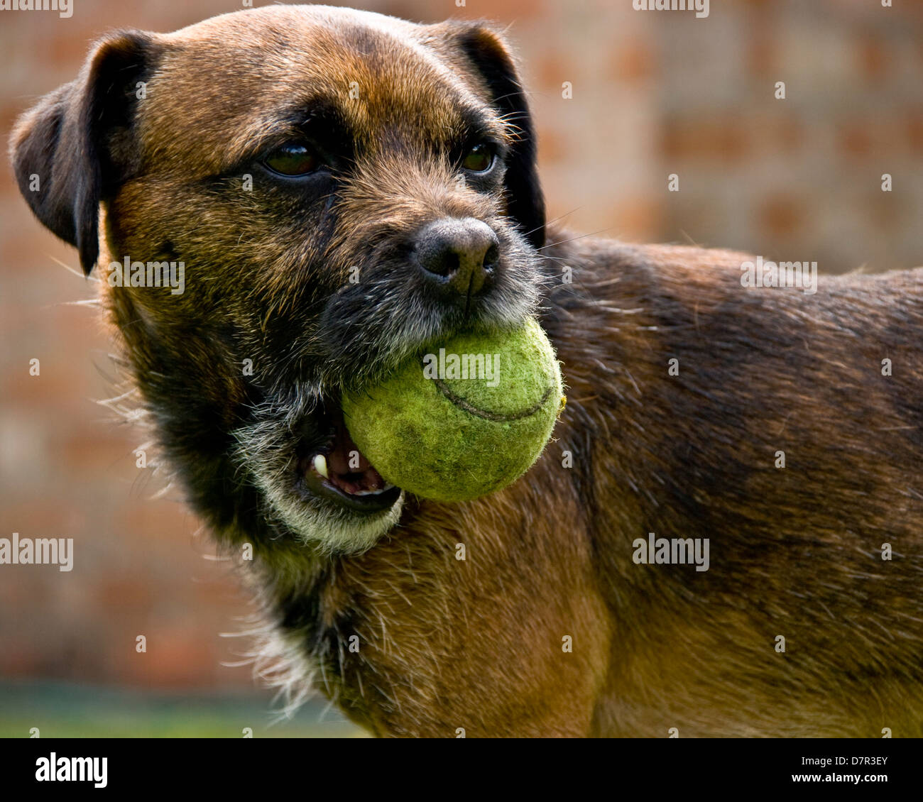 Close-up di avviso Border terrier cane Canis lupus Familiaris tenendo palla da tennis Foto Stock