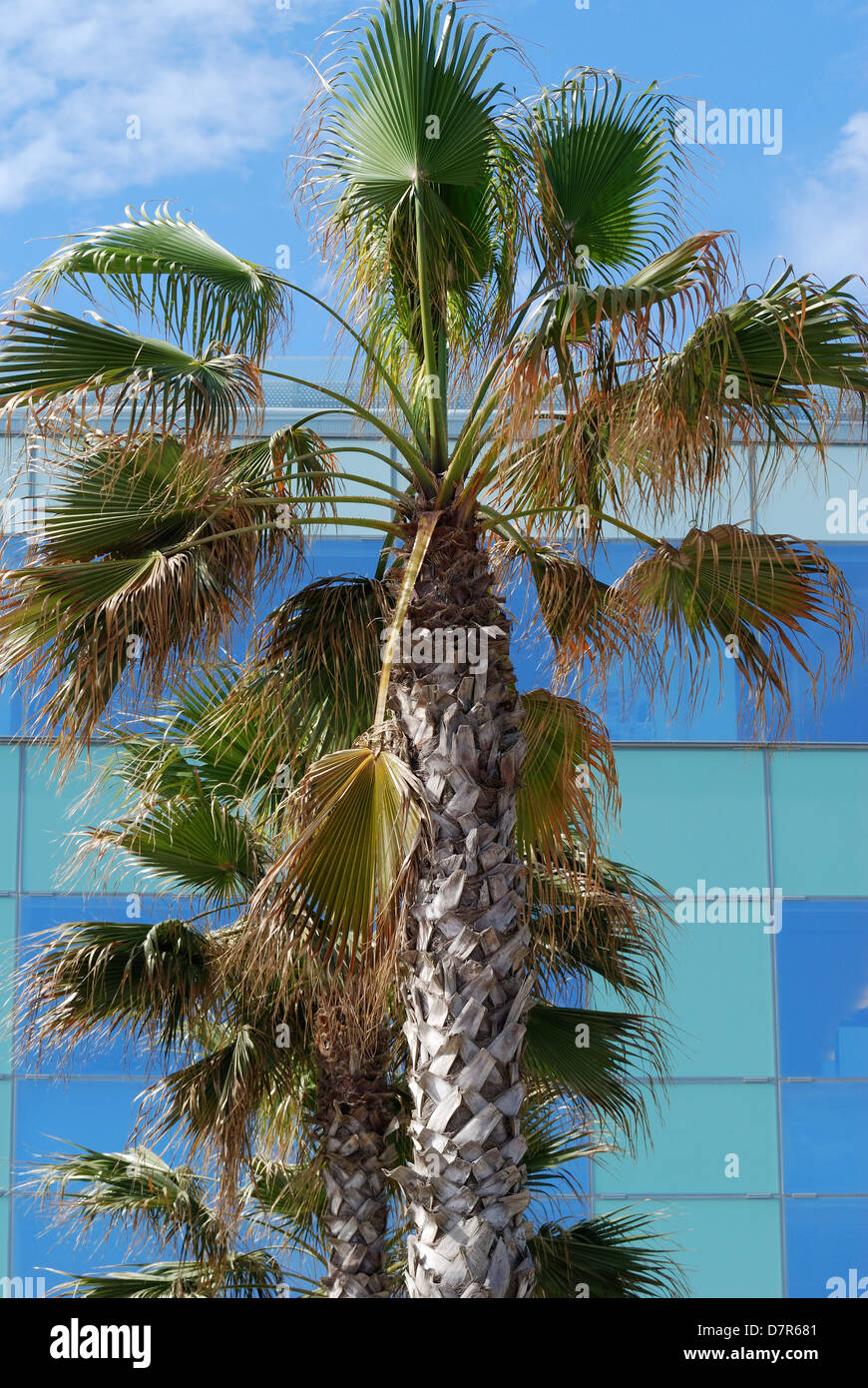 Palm Tree nella parte anteriore del moderno edificio di vetro dal porto di Barcellona. Spagna Foto Stock