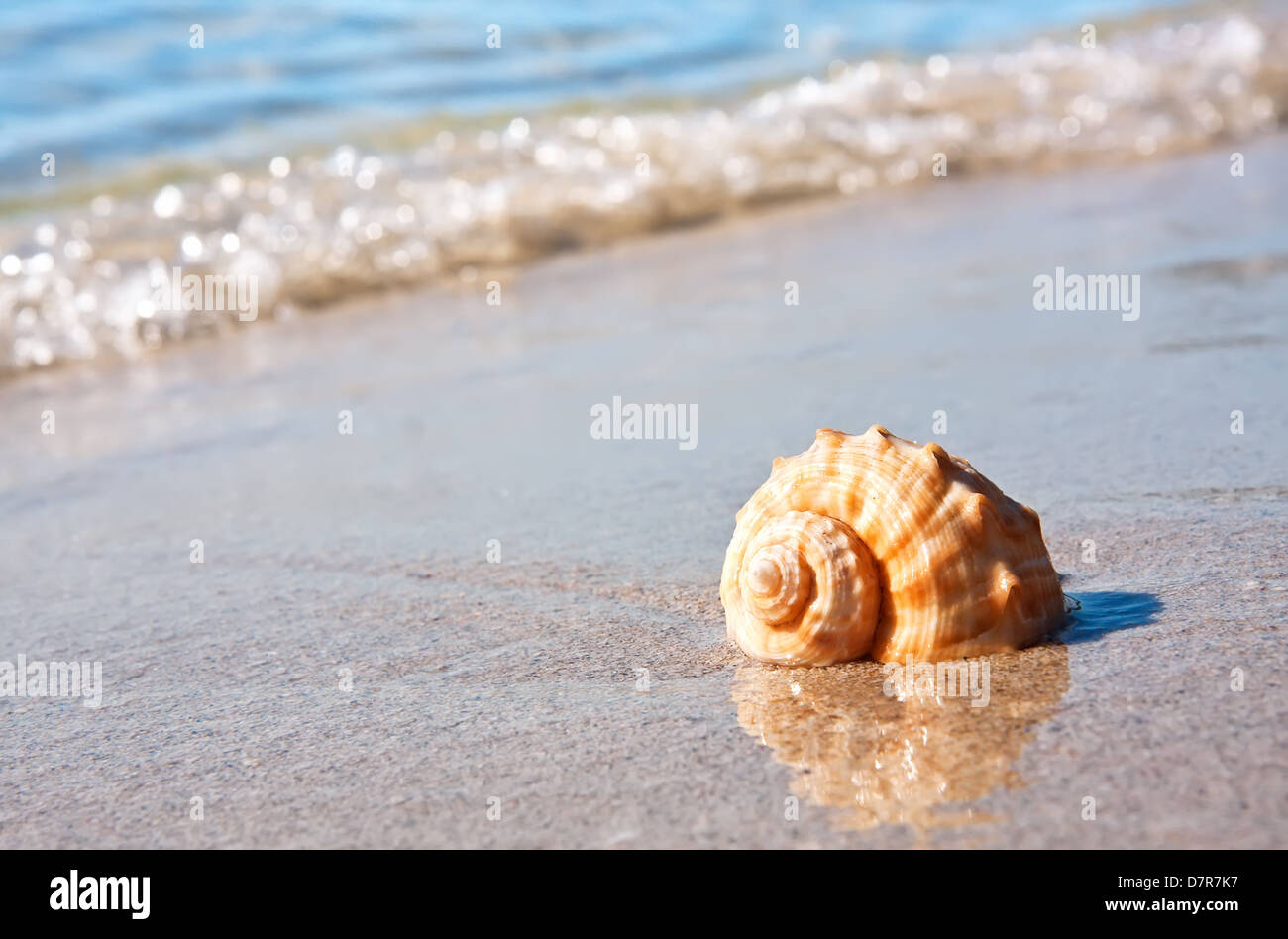 Conchiglia di mare sulla spiaggia sabbiosa Foto Stock