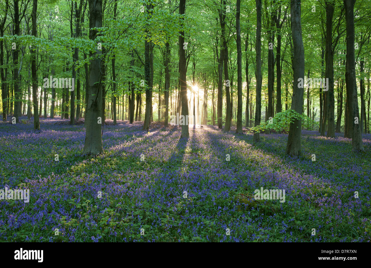 La mattina presto rompendo la luce del sole attraverso gli alberi in un bluebell legno in Arundel, West Sussex, in Inghilterra, Regno Unito Foto Stock