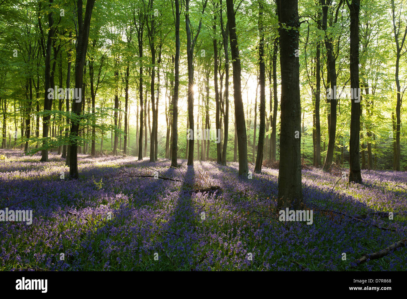 Un tappeto di inglese bluebells illuminato dalla luce del sole presto in un bosco nel West Sussex, in Inghilterra, Regno Unito Foto Stock