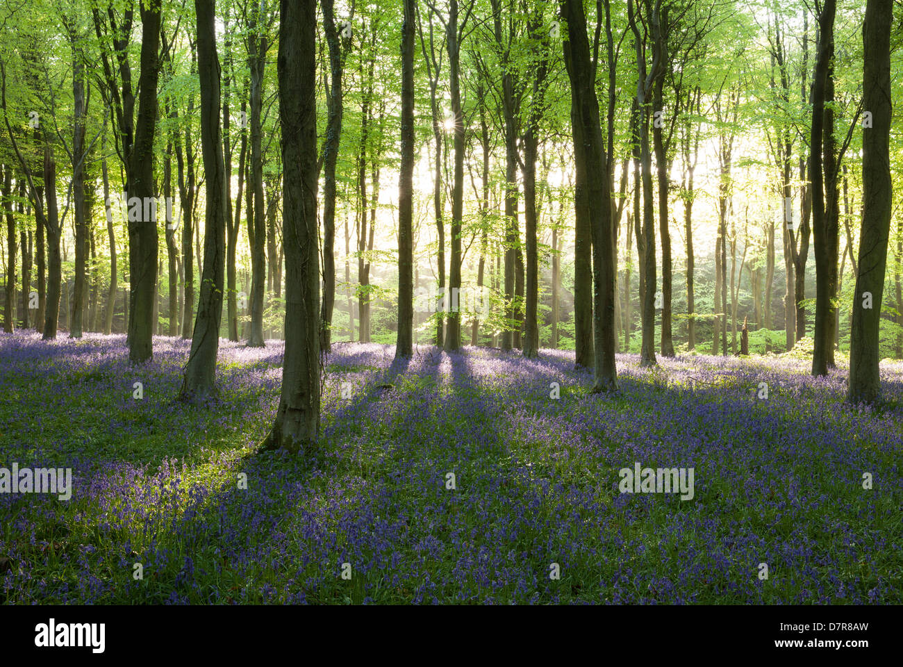 Bella la mattina presto luce ombre di colata in un legno bluebell vicino a Arundel in Sussex, Regno Unito Foto Stock