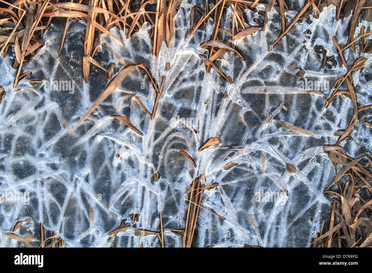 Inverno - congelati canne sul lago Foto Stock