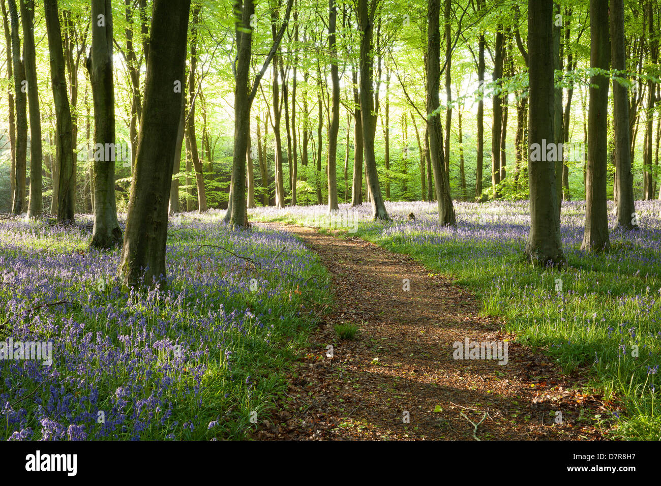Un percorso attraverso una bluebell legno in Sussex, England, Regno Unito Foto Stock