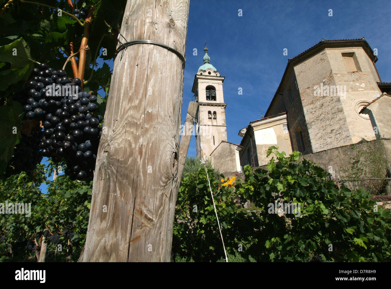 Vigneto vicino a S.Abbondio chiesa sulla parte italiana della Svizzera Foto Stock