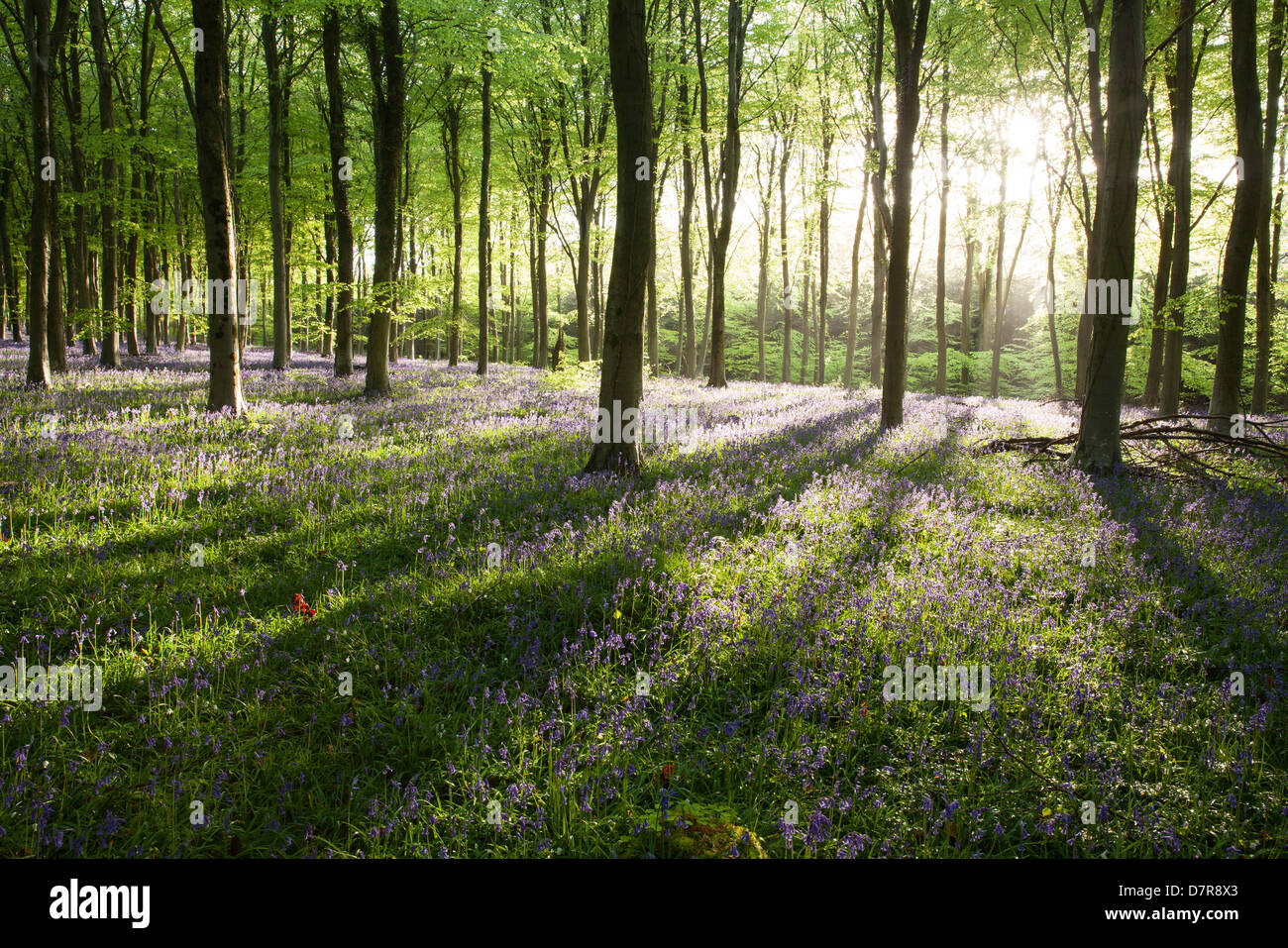 La mattina presto rompendo la luce del sole attraverso gli alberi in un bluebell wood nel West Sussex, in Inghilterra, Regno Unito Foto Stock