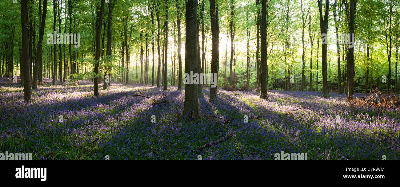 La luce del sole evidenziando un tappeto di bella bluebells inglese in un legno nel West Sussex, in Inghilterra Foto Stock