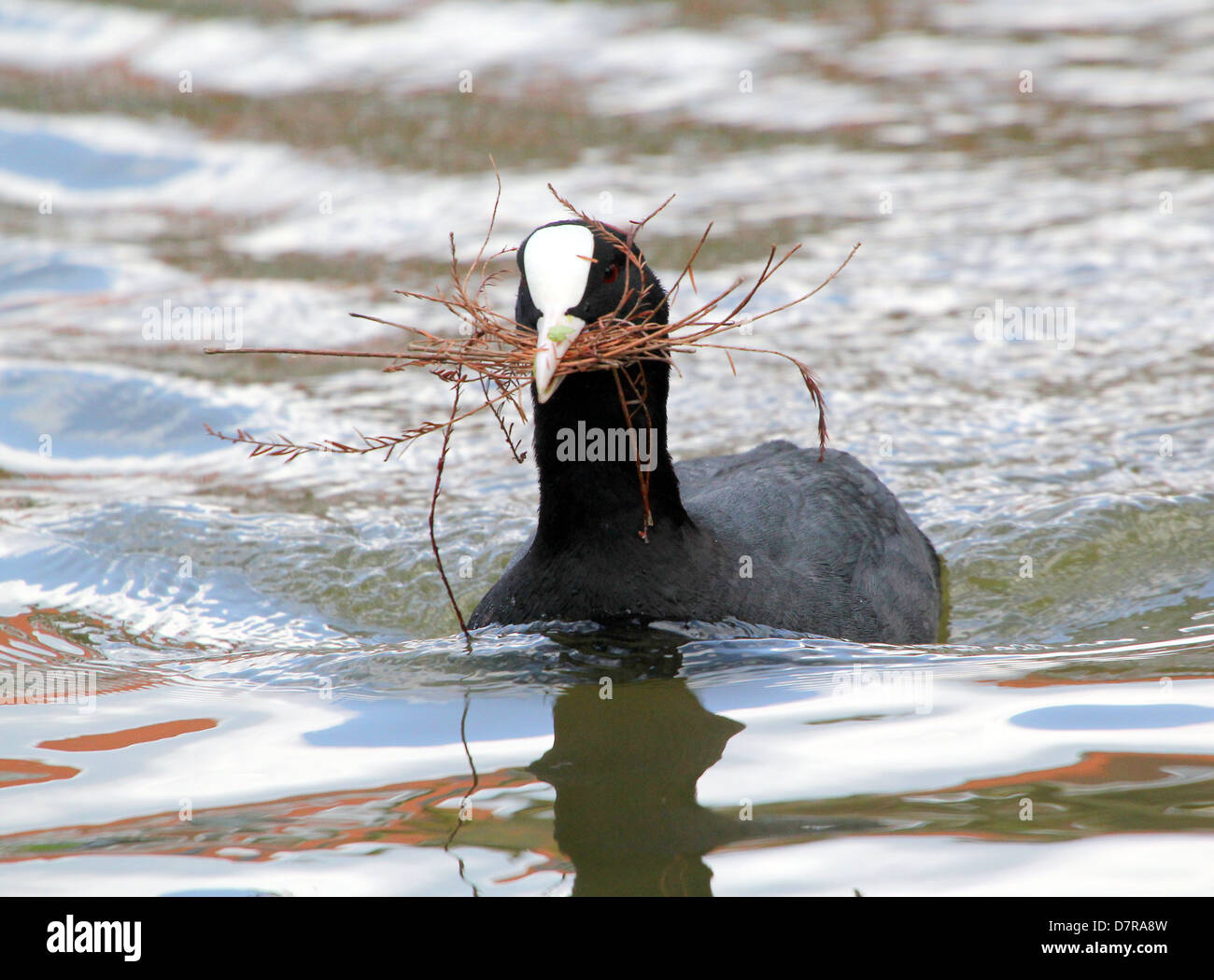 Dettagliato di close-up di un Eurasian folaga (fulica atra) la raccolta di materiale di nidificazione in primavera Foto Stock