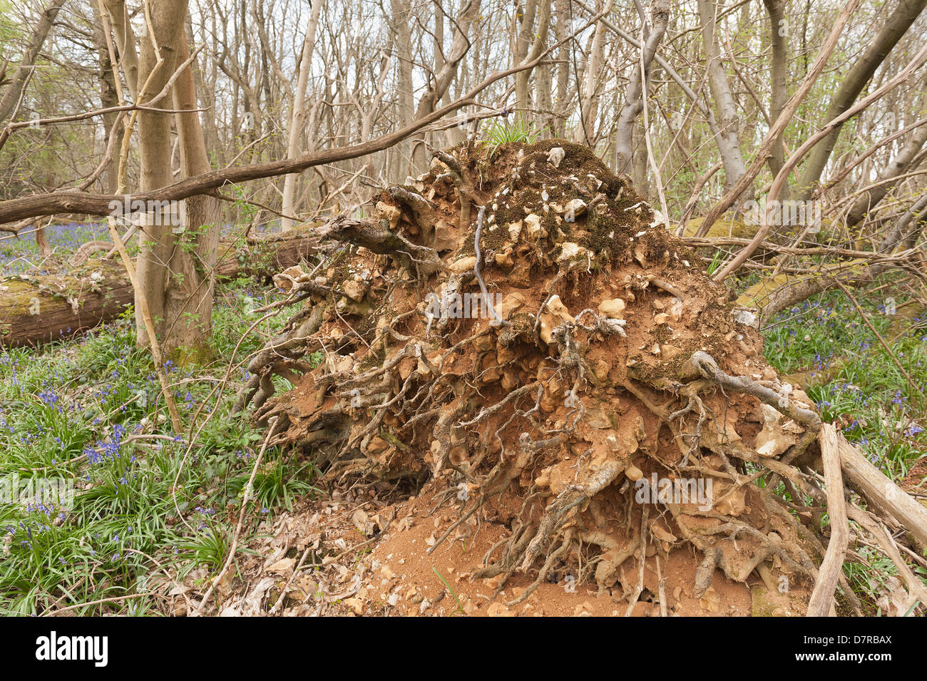 Albero di castagno soffiata oltre in uragano del 1987 ha germogliato di nuovo albero verticale la crescita tronchi dal gambo principale ora giace a terra Foto Stock