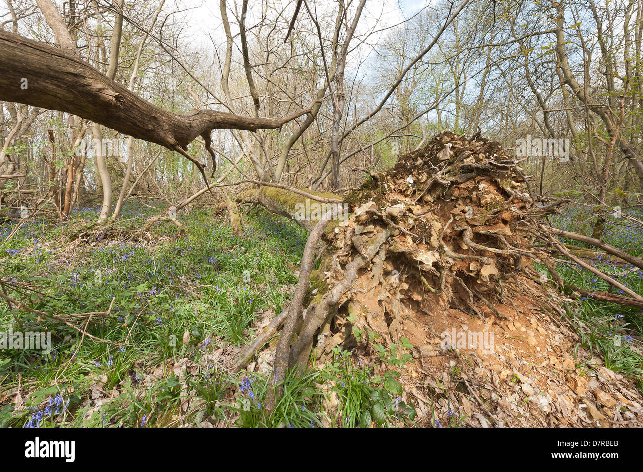 Albero di castagno soffiata oltre in uragano del 1987 ha germogliato di nuovo albero verticale la crescita tronchi dal gambo principale ora giace a terra Foto Stock