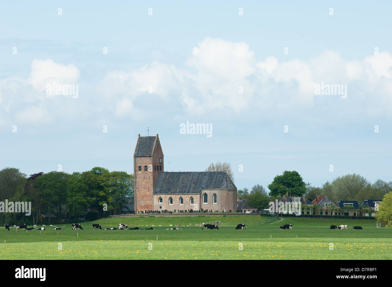 Frisia Nederland chiesa kerk paesi bassi wanswerd con mucche Foto Stock