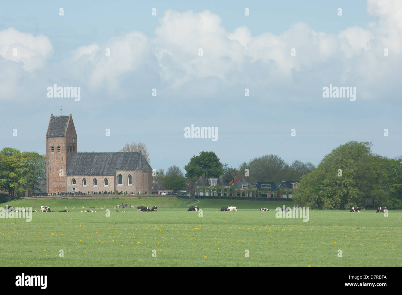 Vecchia chiesa in wanswerd friesland con mucche Foto Stock